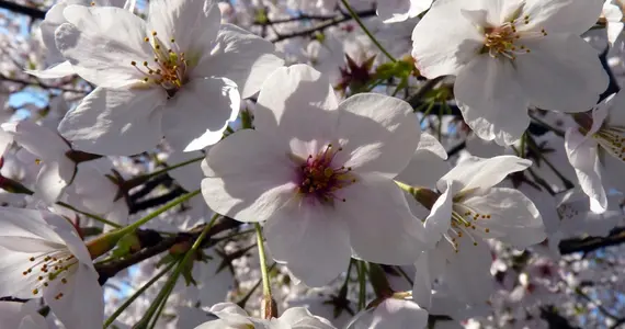 Kirschbäume