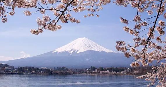 Lake Kawaguchiko Sakura Mont Fuji