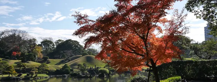 Tree with red leaves hanging over a pond in a park