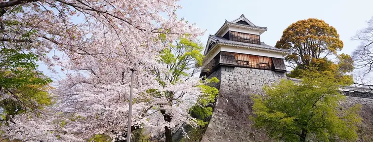 Cherry blossom in front of Kumamoto Castle grounds
