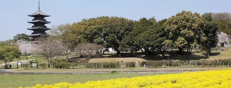 Yellow flowers on Kibi Plain in Okayama