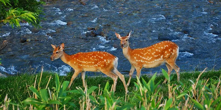 Shiretoko, Hokkaido 